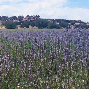 Meet your Posher, Chelsea